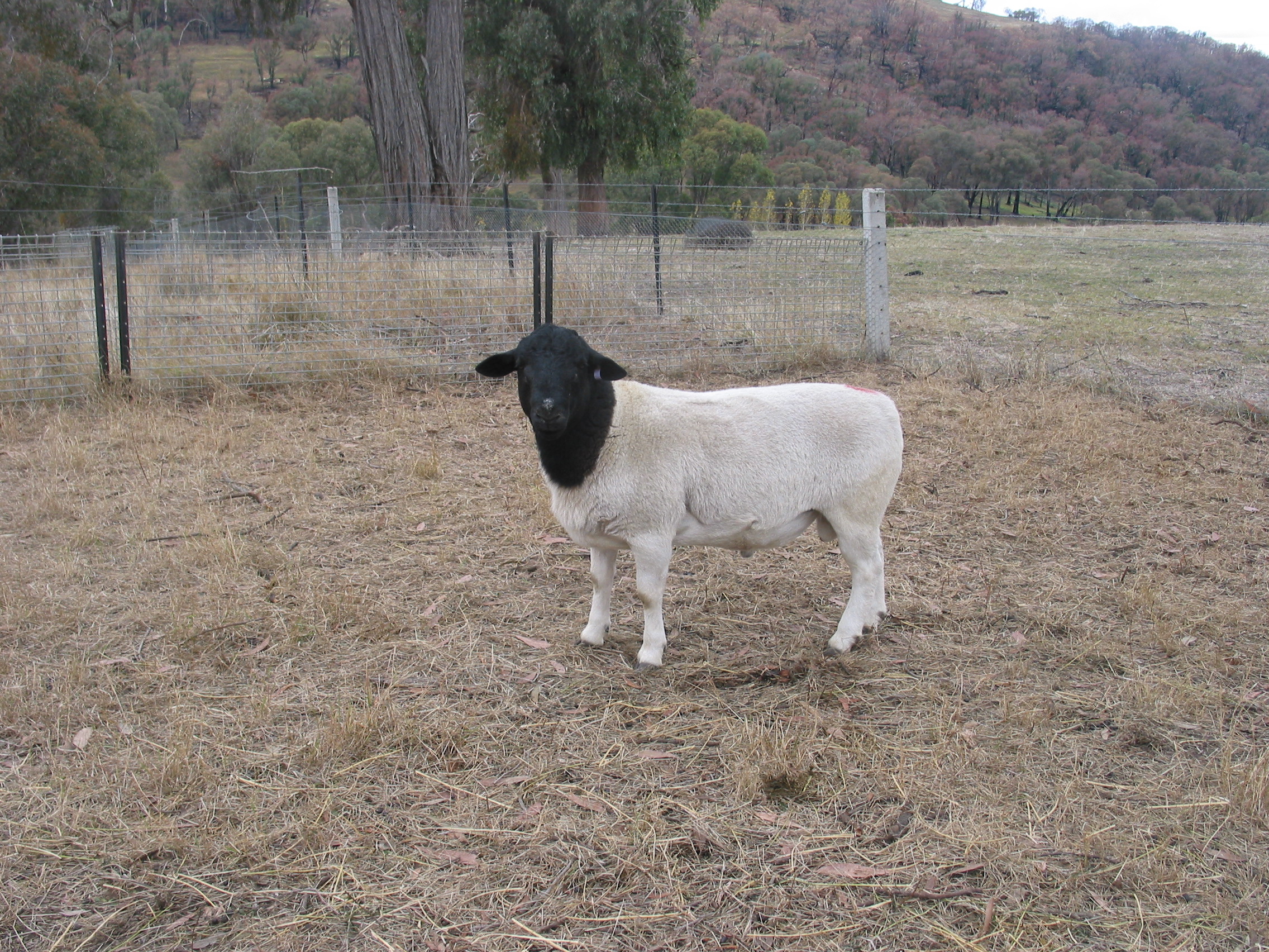 Home of Nigel The RAM