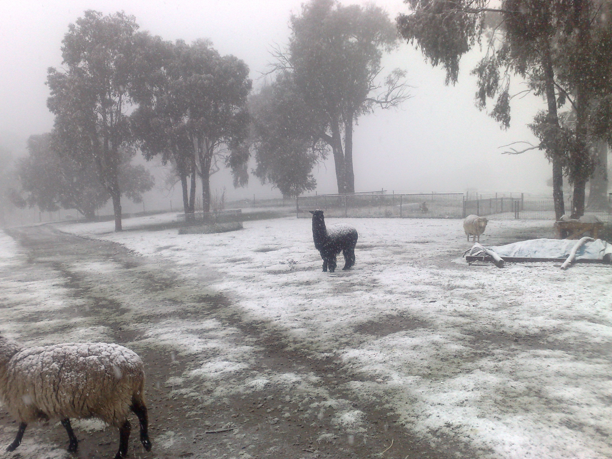 Our Alpca "Onny" During a Snow Storm